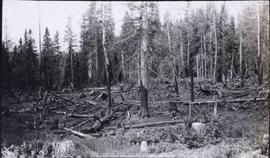 An area of a forest which had been burned by a forest fire