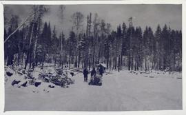 Horses pulling a sled laden with logs