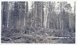 Several fallen trees in a forest