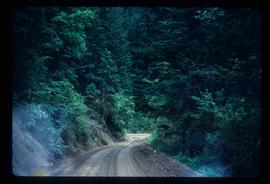 Dirt Road through Forest