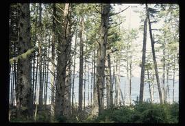 Coastal Forest - Trees