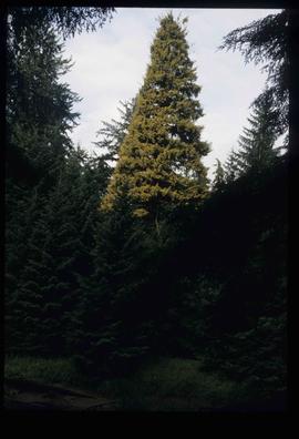 Tall Pine Tree