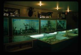 Dawson Creek - Station Museum - Wildlife Exhibits