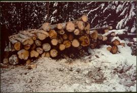 Stack of saw logs