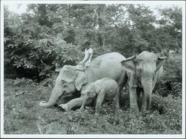 Bangladesh : Man riding an elephant