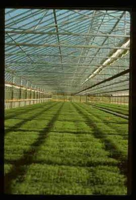 Reforestation - View of rows of seedlings in greenhouse