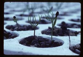 Reforestation - New seedlings