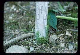 Reforestation - Planting - Measuring new seedling