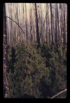 Reforestation - New Forest - Tsus fire regrowth
