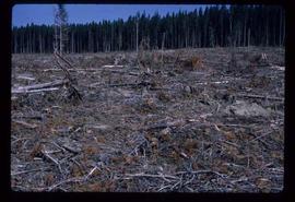 Woods Division - Patch Logging - landscape