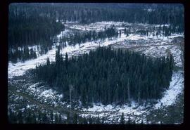 Woods Division - Patch Logging - Aerial view of Babine F95036 in winter