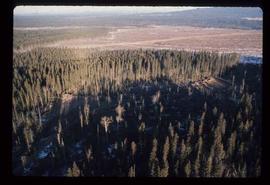 Woods Division - Patch Logging - Aerial view of logging site