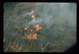 Woods Division - Fire - Fire amongst fallen trees