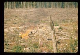 Woods Division - Fire - Logged landscape during burn