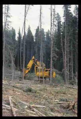 Woods Division - Mechanical Falling - Liebherr feller buncher