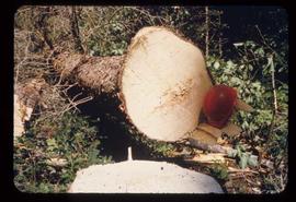 Woods Division - Mechanical Falling - Sheared log