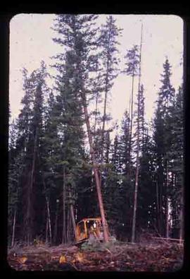 Woods Division - Mechanical Falling - Tree shears - Berman Lake (CIF Tour)