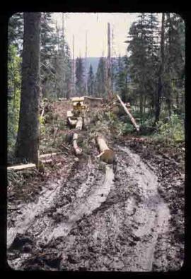Woods Division - Skidding - Terrain Master