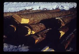 Woods Division - Logs/Log Decks - Boom logs