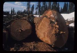 Woods Division - Logs/Log Decks - Large log (5' butt)