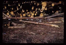 Woods Division - Logs/Log Decks - Broken log on deck