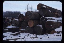 Woods Division - Logs/Log Decks - Douglas fir logs decked at Shelley