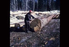 Woods Division - Logs/Log Decks - Lorne Crawford with large spruce log at Camp 4