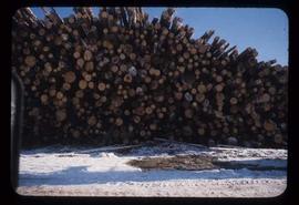 Woods Division - Logs/Log Decks - Two mile log deck