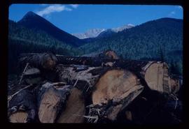 Woods Division - Logs/Log Decks - Log deck