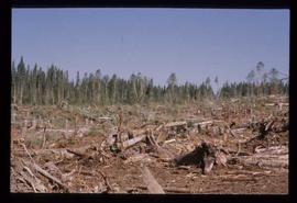 Woods Division - Chipper / Harvester - Logging slash before chiparvestor operation (Vama)