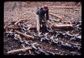 Reforestation - Scarification - Steve Homoky admires McDermid and Lofting dragigind A00744