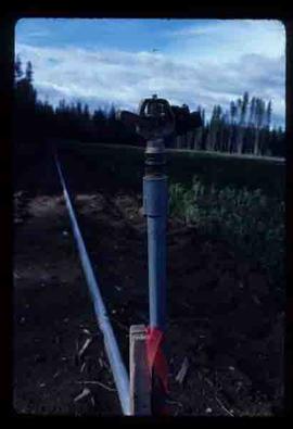 Reforestation - Willow Canyon Nursery - Irrigation system
