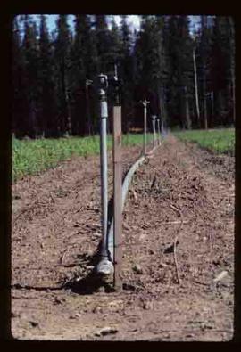 Reforestation - Willow Canyon Nursery - Irrigation system