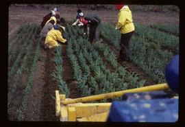 Reforestation - Willow Canyon Nursery - Lifting seedlings