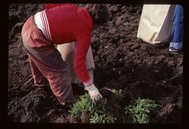 Reforestation - Willow Canyon Nursery - Lifting seedlings