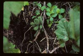 Reforestation - Planting - Seedling