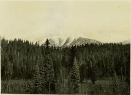 Landscape shot - Trees in the foreground, with a mountain in the background