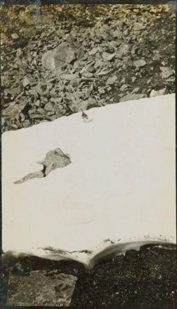Ptarmigan in summer plumage on snowy rockslide