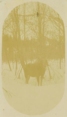 Moose standing knee-deep in snow in front trees