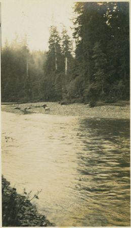 Elk on rocky river bank