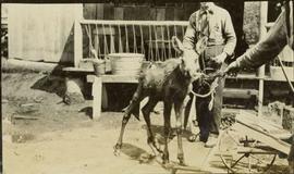 Moose calf roped by two men in front of a porch