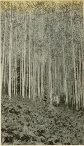 Man in poplar tree stand near the Tseax River in the Nass Valley