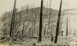 Burnt trees after forest fire