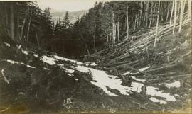 A snow-covered ravine littered with fallen logs