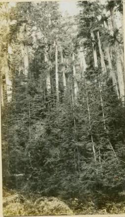 Old growth trees and undergrowth