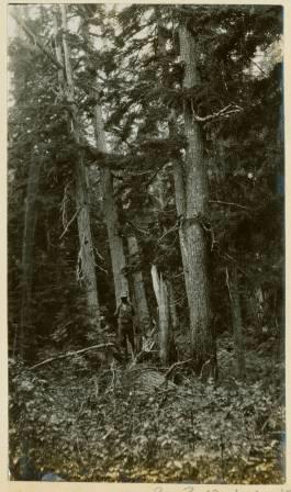 A man standing on a log in the midst of several trees