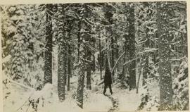 A man walking between trees on a snow-covered path