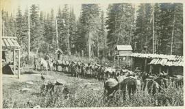 Pack train supplying telegraph cabins 20 miles apart