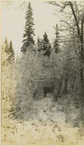 Man on snowy path through forest