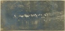 Men leading several horses across a river